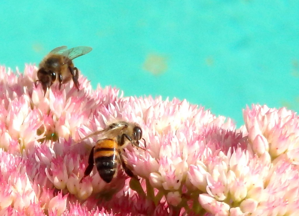 Two European Honey Bees on Sedum