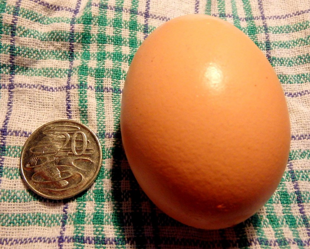 Large 93 gm double yolk egg
