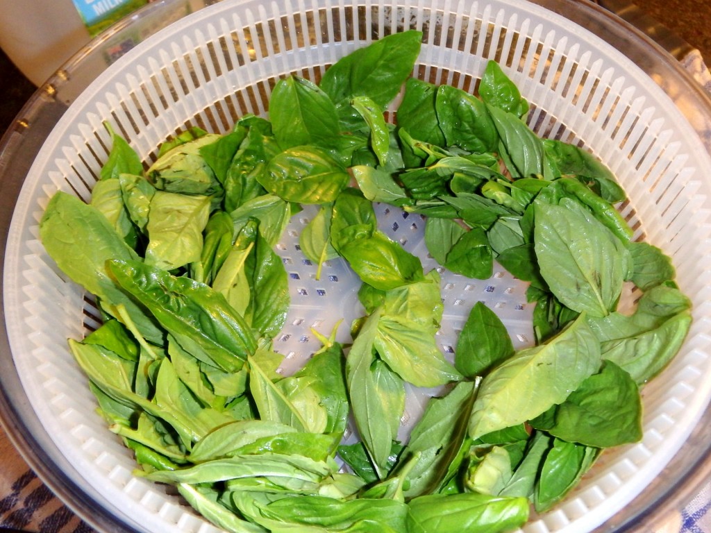Basil leaves after spinning