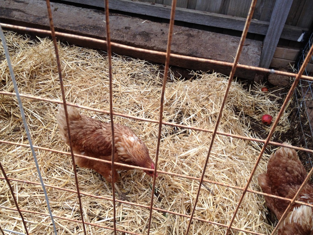 Shoestring Gardening - Chickens