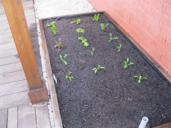Wicking bed planted with lettuce varieties