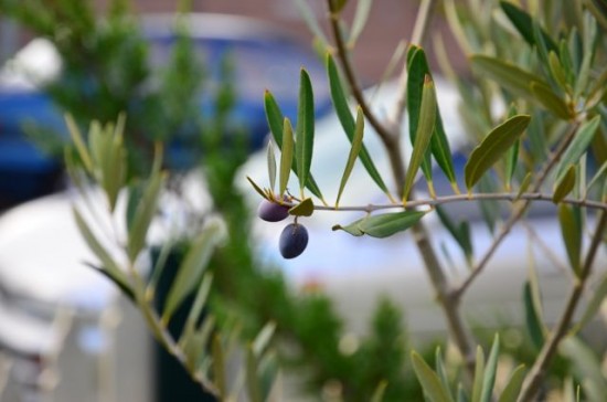 Barnea olives