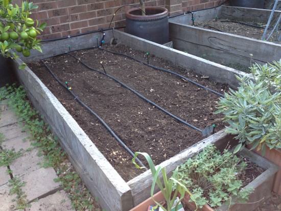 Bed prepared for broad beans