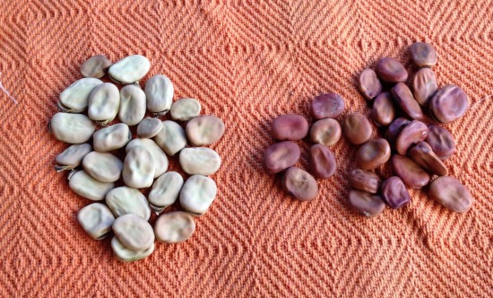 Saved Seed vs Commercial Seed