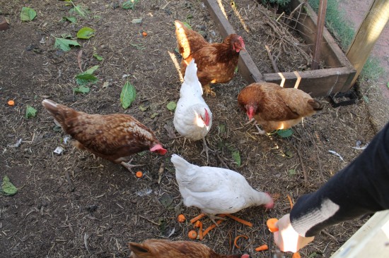 Some of our Backyard Chickens