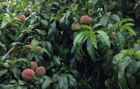 ANZAC Peaches - summer fruit
