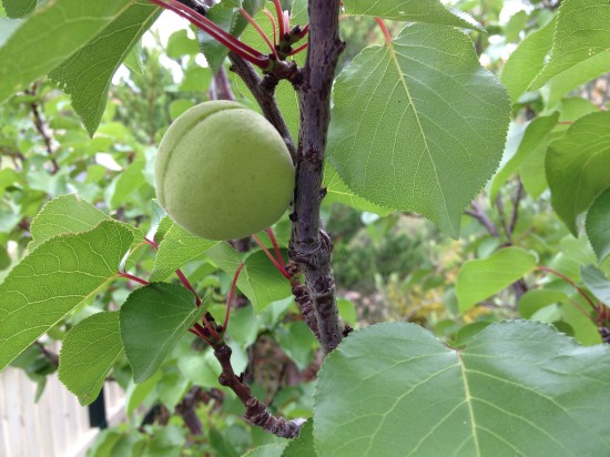Divinity Apricots - summer fruit