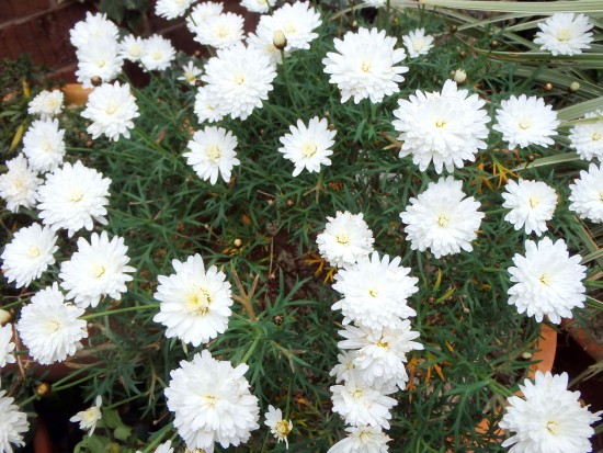 Spring Flowers - White Daisies