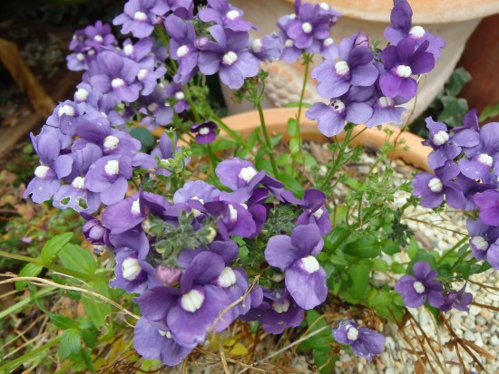 Spring Flowers - Violet
