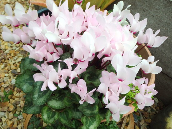 Spring Flowers - Pink Cyclamens