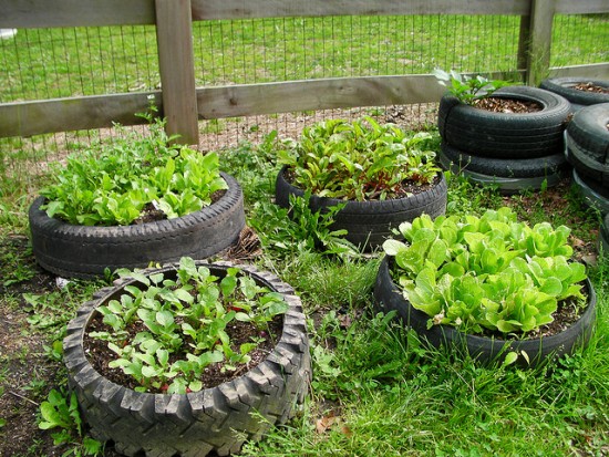 Truck tyre raised garden beds