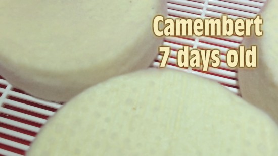 Camembert 7 days old