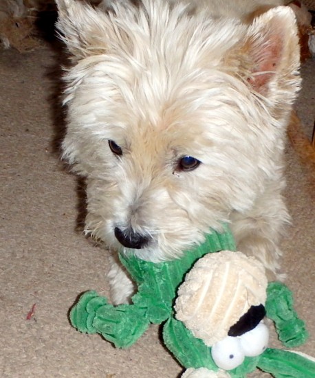 Teddy Loving his toy