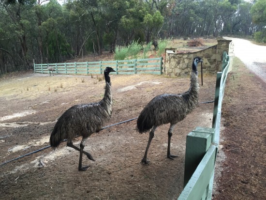 Macedon Emu Farm
