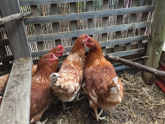 When your old chickens stop laying - New flock of ISA Brown hens