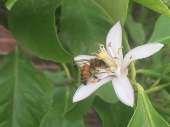 Bee pollinating a lemon flower