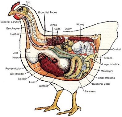 chicken_anatomy