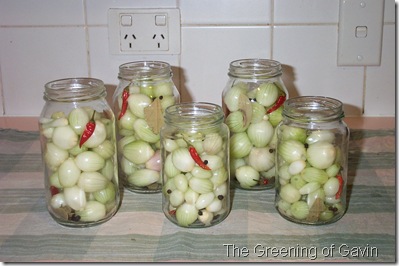 Pickled Onions 008