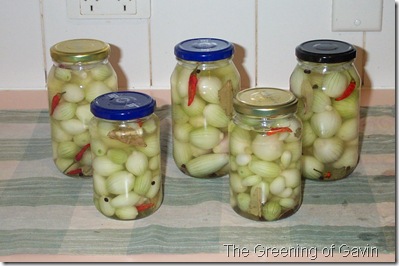 Pickled Onions 009