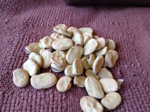 Dried Broad Bean seeds