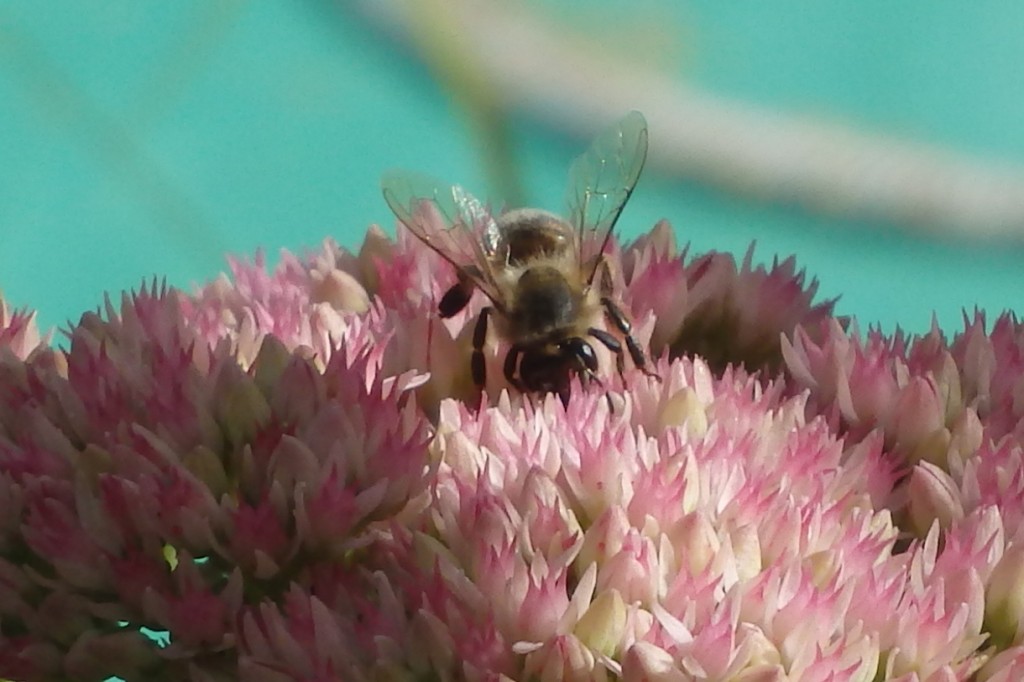 European Honey Bee on Sedum