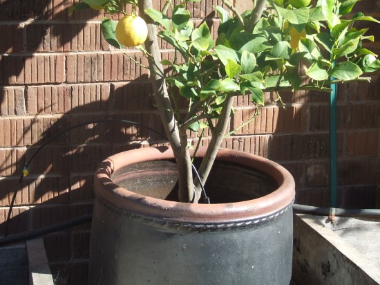 Tips for growing citrus in pots
