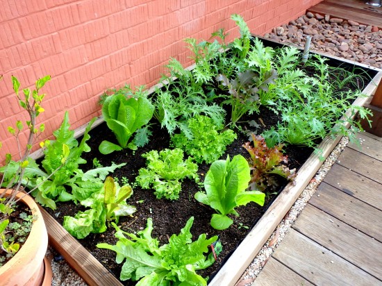 Growing salad greens in a wicking bed