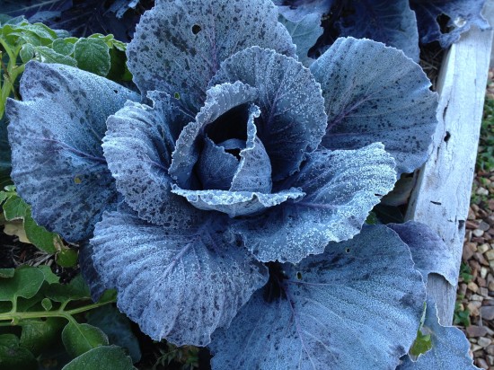 Frosty Purple Cabbage