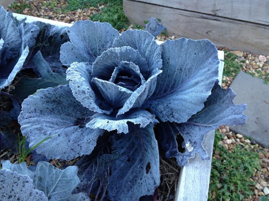 Frosty cabbages