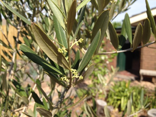 Olive Flowers