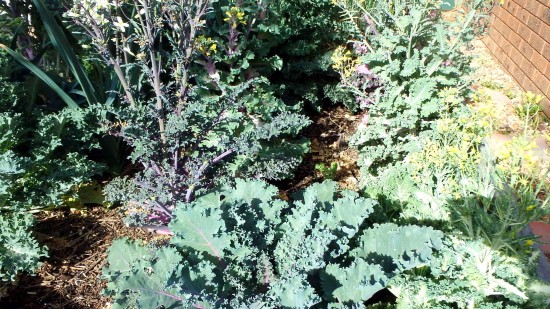 Kale plants