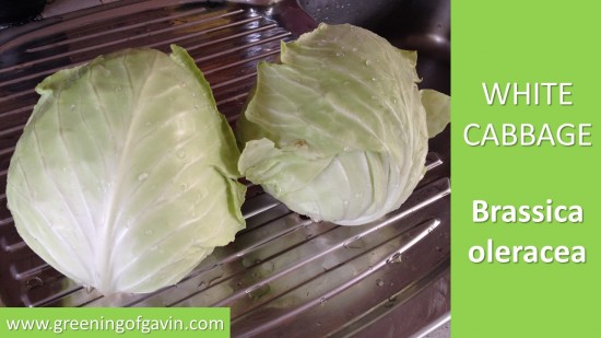 How to grow Cabbages