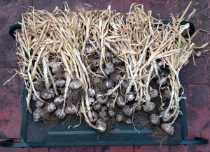 Garlic Harvest 2014