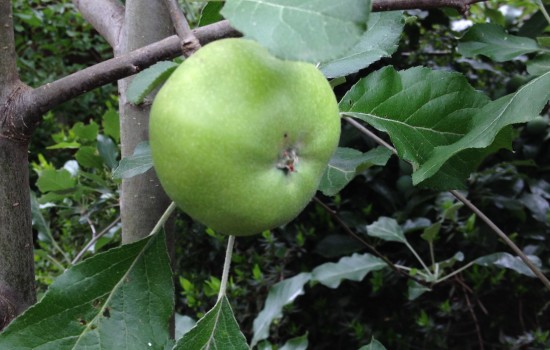 Jonathan Apples - summer fruit