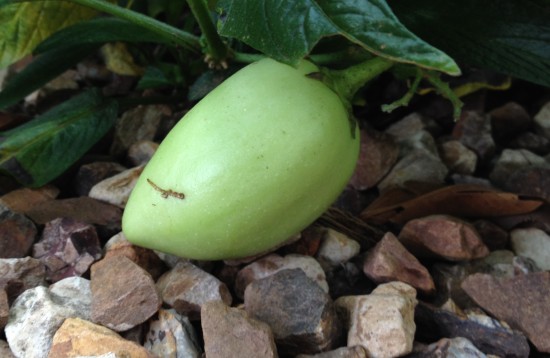 Pepino - summer fruit