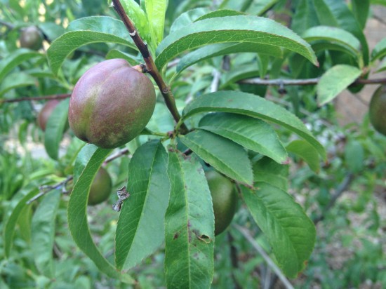 Goldmine Nectarine - summer fruit