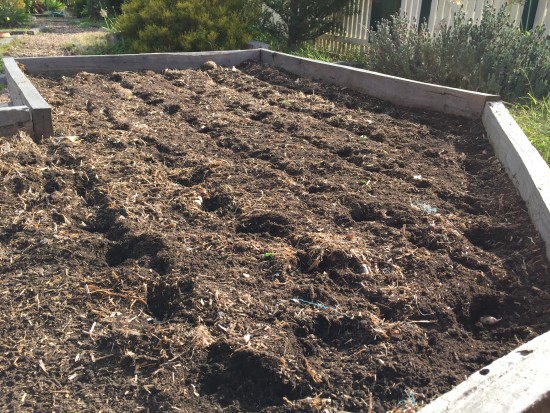 How to plant garlic; Planting Australian Purple Garlic