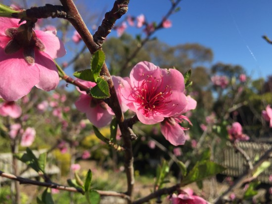 Nectarine Blossom