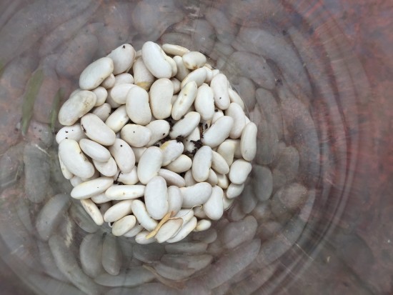 How to plant beans - Lazy housewife beans