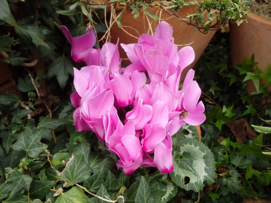 Spring Flowers - Pink Cyclamen