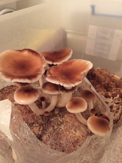 Swordbelt Mushrooms