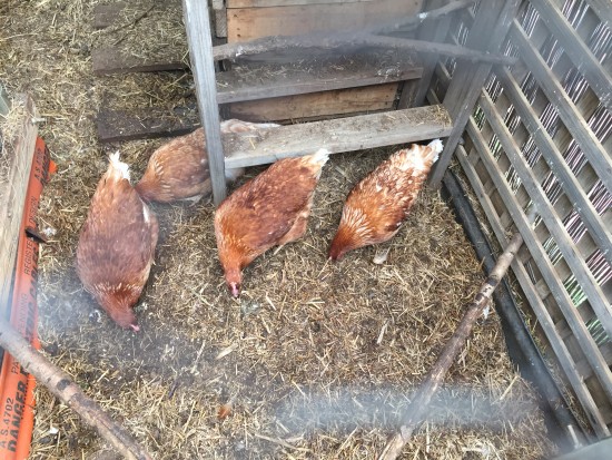 New chooks making themselves at home